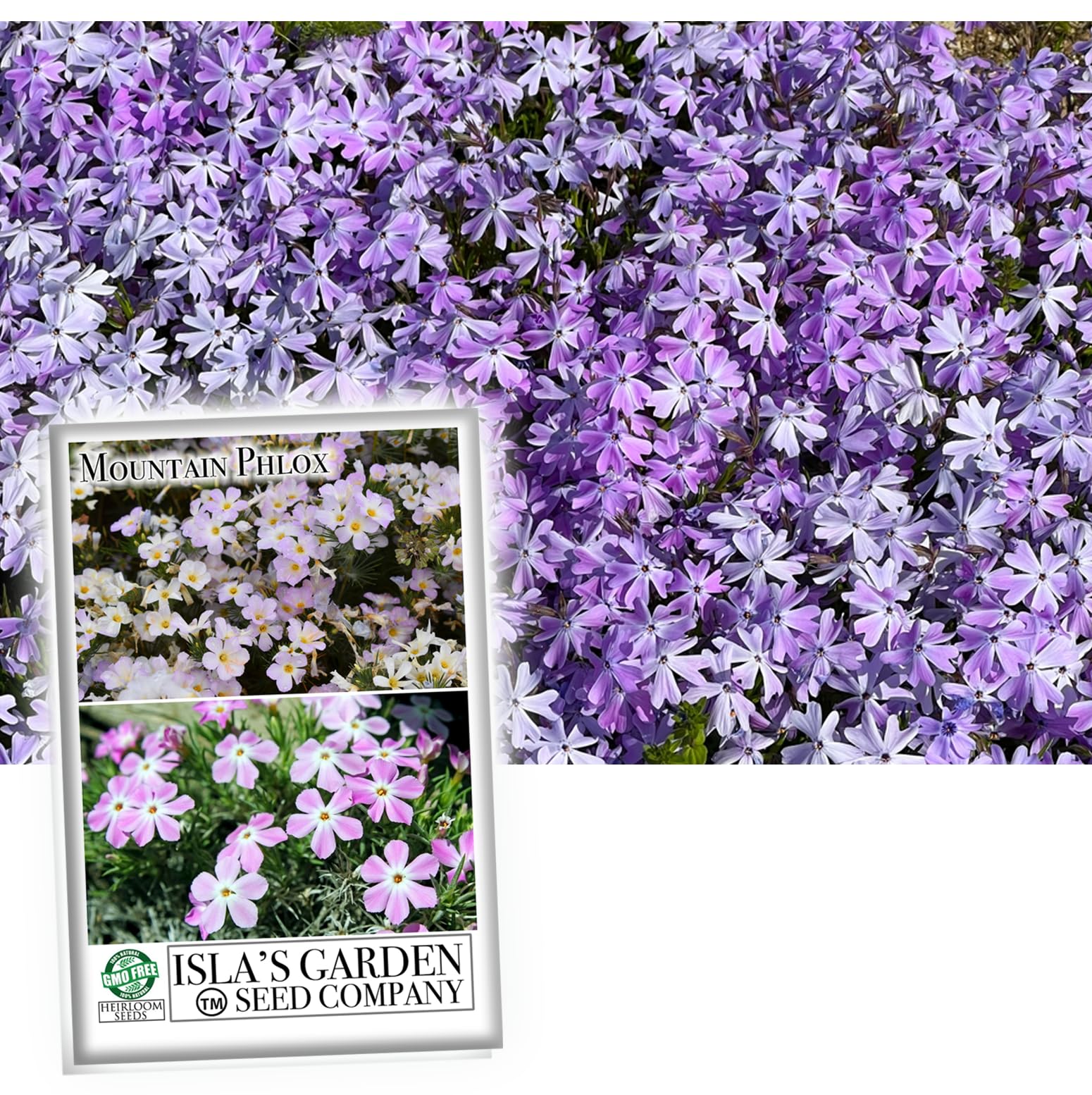 Amazon.com : Mountain Phlox Flower Seeds, 1000+ Flower Seeds Per